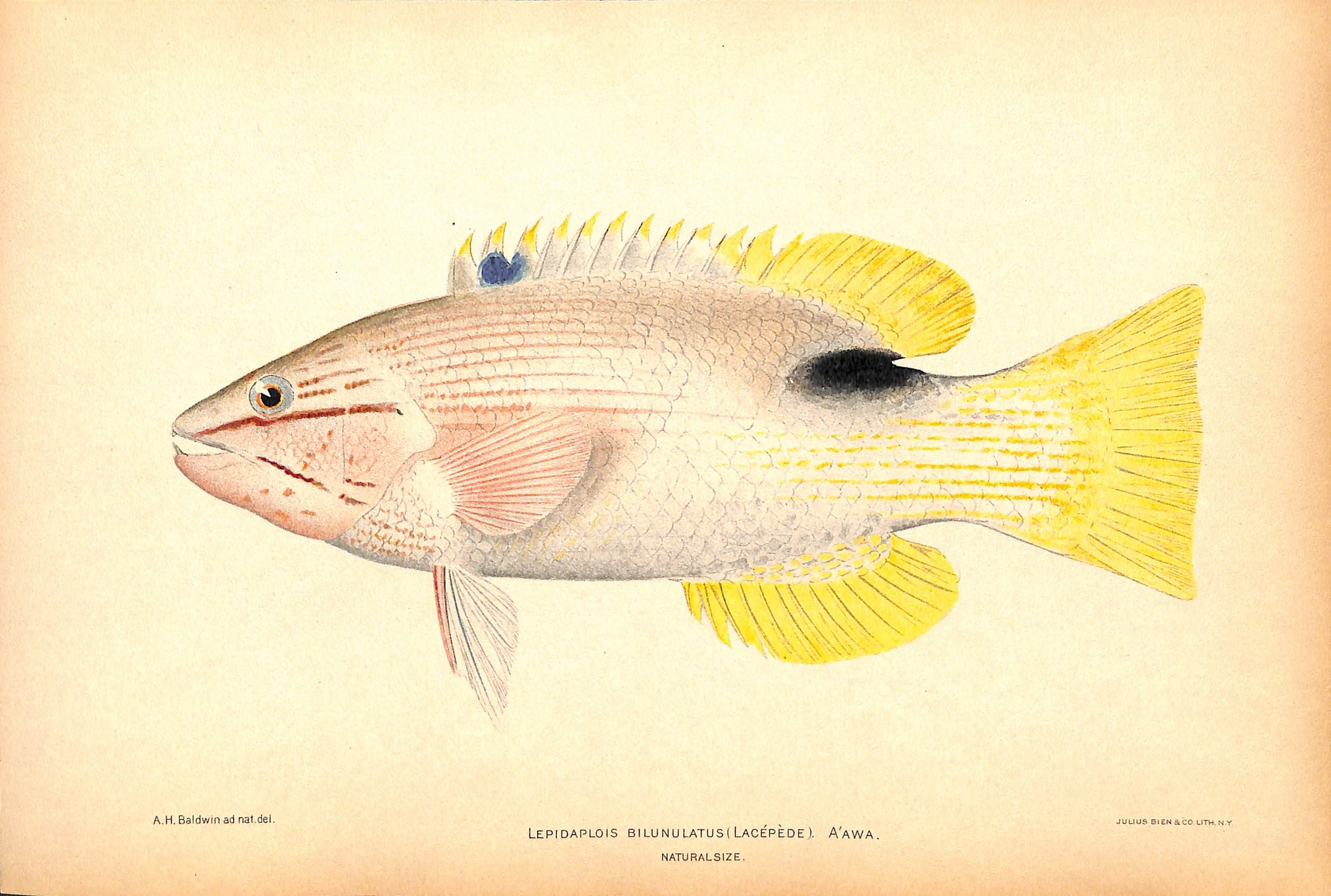 SOLD Tarry Hogfish, Lepidaplois Bilunulatus, 1905