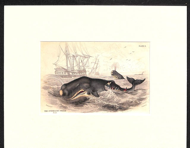 c. 1837 SPERM WHALE engraving • original antique print • marine