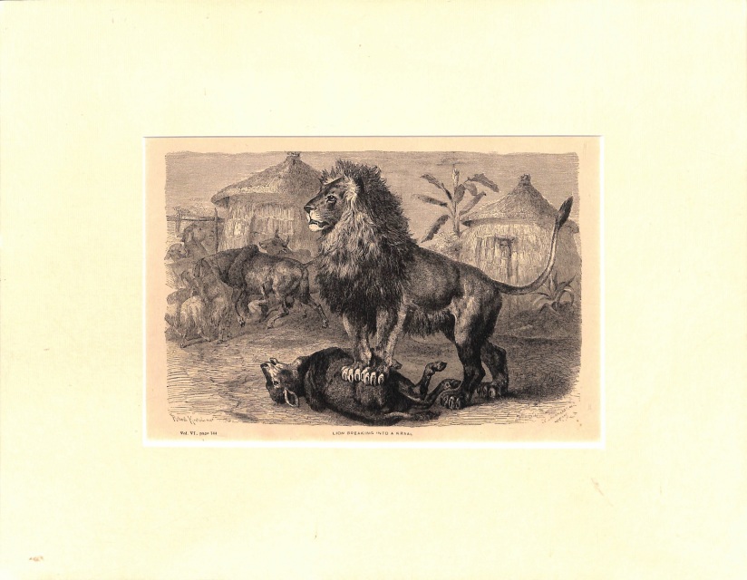 SOLD Lion, Lion in Kraal, Wood Engraving, Bookplate, Matted, 1874